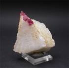"SPINEL"