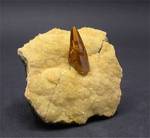"BARITE"